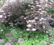 Sambucus_nigra_Thundercloud_5.jpg