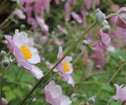 Anemone 'Hadspen Abundance'