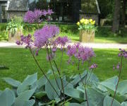 Thalictrum aquilegifolium 'Thundercloud'