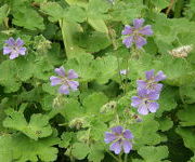 Geranium 'Philippe Vapelle'