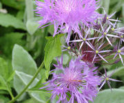 Centaurea hypoleuca 'John Coutts'