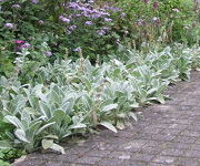 Stachys byzantina