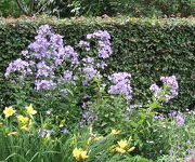 Campanula lactiflora 'Prichard's Variety'