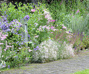 Gipsophylla_Rosenschleier_en_Campanula_lactiflora__Prichards_Variety.jpg