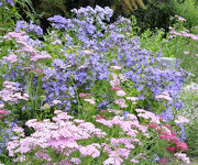 Achillea millefolium 'Summerwine'