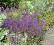 Salvia_nemorosa_Ostfriesland.jpg