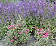 Salvia_nemorosa_Ostfrieslanden_Rosa_Perla_de_Alcanada.jpg