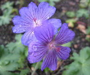 Geranium 'Sabani Blue'