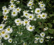 Boltonia latisquama 'Nana'