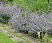 Nepeta_faassenii_Six_Hills_Giant.JPG