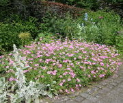 Geranium oxonianum 'Betty Catchpole'