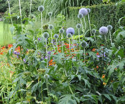 Echinops bannaticus 'Taplow Blue'