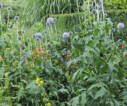 Echinops_bannaticus_Taplow_Blue_2.jpg