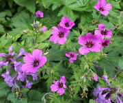 Geranium 'Patricia'