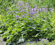 Stachys grandiflora