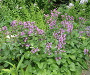 Stachys_grandiflora_2.JPG