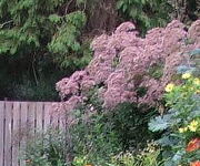 Eupatorium purpureum