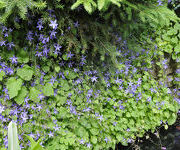 Campanula portenschlagiana