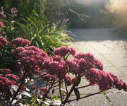 Sedum  'Jose Aubergine'