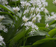 Allium ursinum