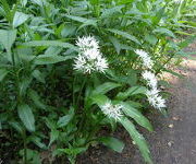 Allium_ursinum_daslook.JPG