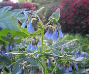 Symphytum azureum