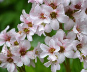 Bergenia 'Biedermeier'