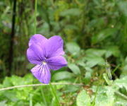 Viola cornuta