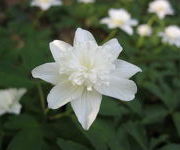 Anemone nemorosa