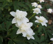 Anemone_nemerosa_-Bos_1.JPG