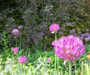 Allium aflatunense