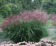 Miscanthus sinensis 'Ferner Osten'