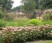 Sedum 'Matrona'