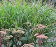 Sedum_Matrona_5.JPG