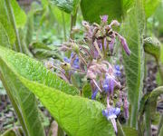 Trachystemon orientalis