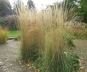 Calamagrostis acutiflora 'Karl Foerster'