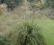 Molinia arundinacea 'Transparent'