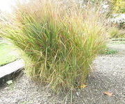 Panicum virgatum 'Rehbraun'