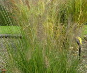 Pennisetum alopecuroides 'Hameln'