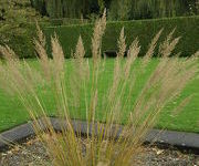 Calamagrostis brachytricha