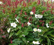 Anemone hybrida 'Honorine Jobert'     