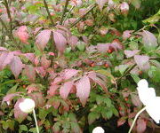 Euonymus alatus 'Compactus'