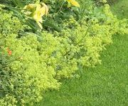 Alchemilla_mollis.jpg