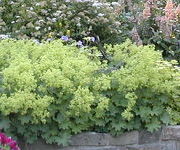 Alchemilla_mollis_2_1.jpg