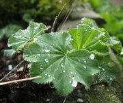 Alchemilla_mollis_3.JPG