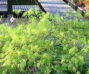 Acer palmatum 'Dissectum'