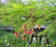 Acer_palmatum_Dissectum_-Moerastuin.JPG