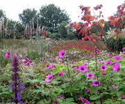 Geranium 'Anne Thomson'