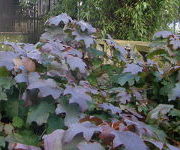 Hydrangea quercifolia 'Burgundy'