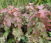 Hydrangea_quercifolia_Burgundy.JPG